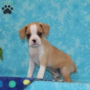 Buddy, Boston Terrier Mix Puppy